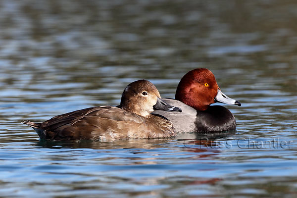 Redhead © Russ Chantler